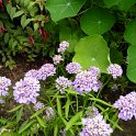 Iberis umbellata (2)